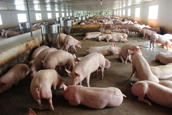 Những mô hình chăn nuôi lợn không bị mất giá